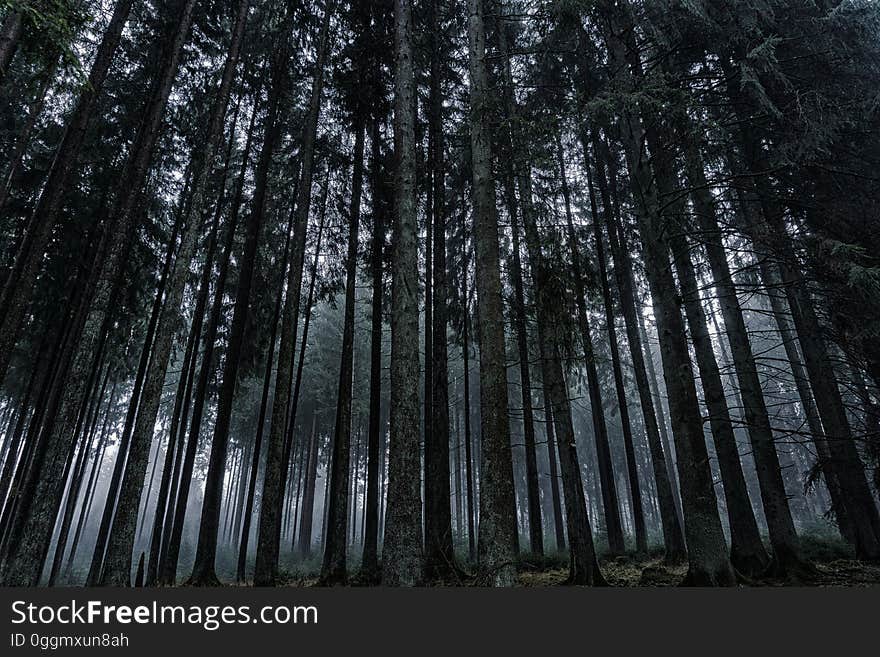 Low Angle View of Trees in Forest Against Sky