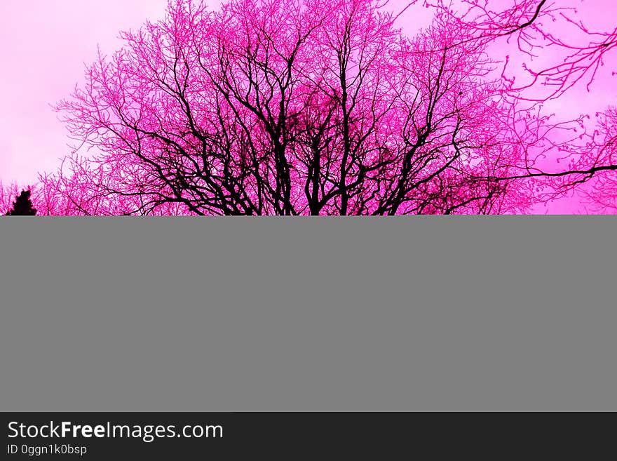 Abstract of brightly coloured trees.