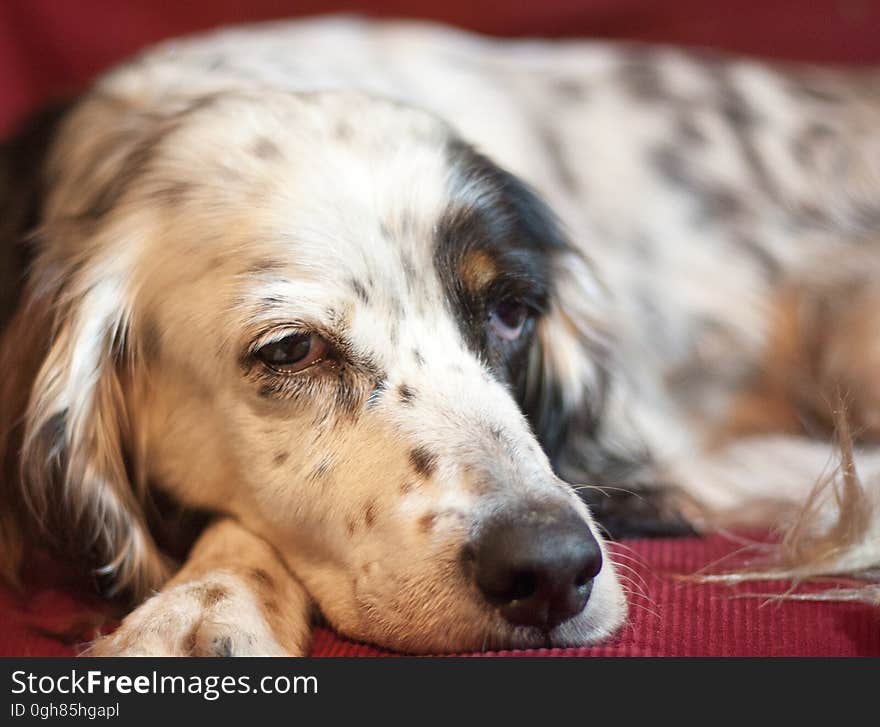 Sharp and detailed close-up of a relaxed and pensive black and white springer spaniel against a red background. Sharp and detailed close-up of a relaxed and pensive black and white springer spaniel against a red background.