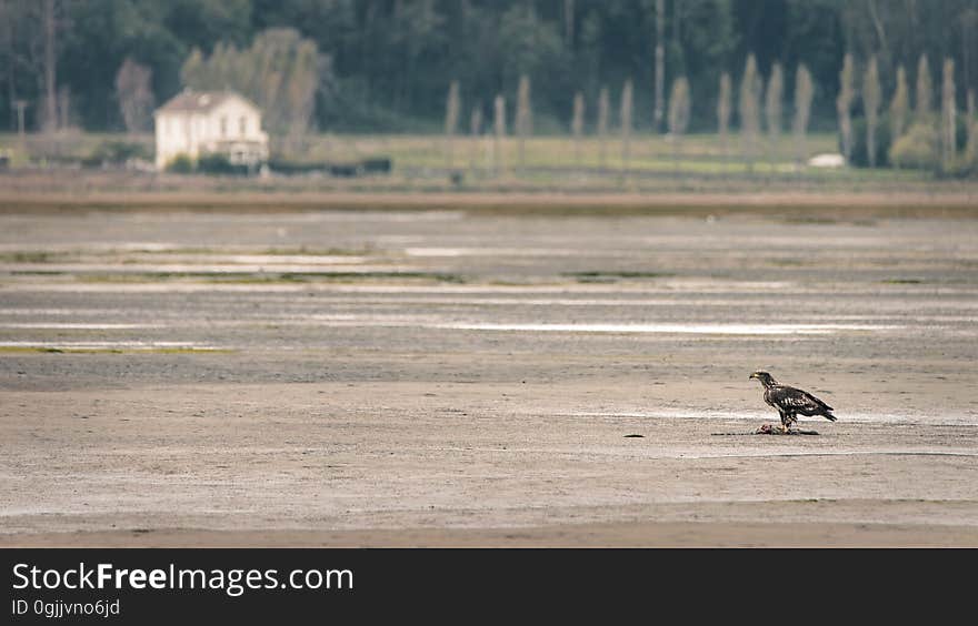 Immature Bald Eagle with it`s meal of a seal pup at Bolinas Lagoon, Northern California