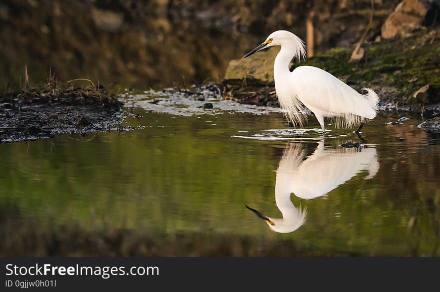 A beautiful Snowy Egret stands still in a stream, reflected in the water, waiting for it`s next meal to appear. A beautiful Snowy Egret stands still in a stream, reflected in the water, waiting for it`s next meal to appear.