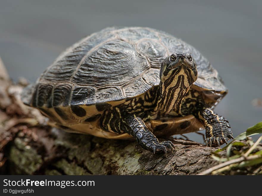 A turtle sunbathes on a log over water, in a park in Amsterdam, the Netherlands. A turtle sunbathes on a log over water, in a park in Amsterdam, the Netherlands.