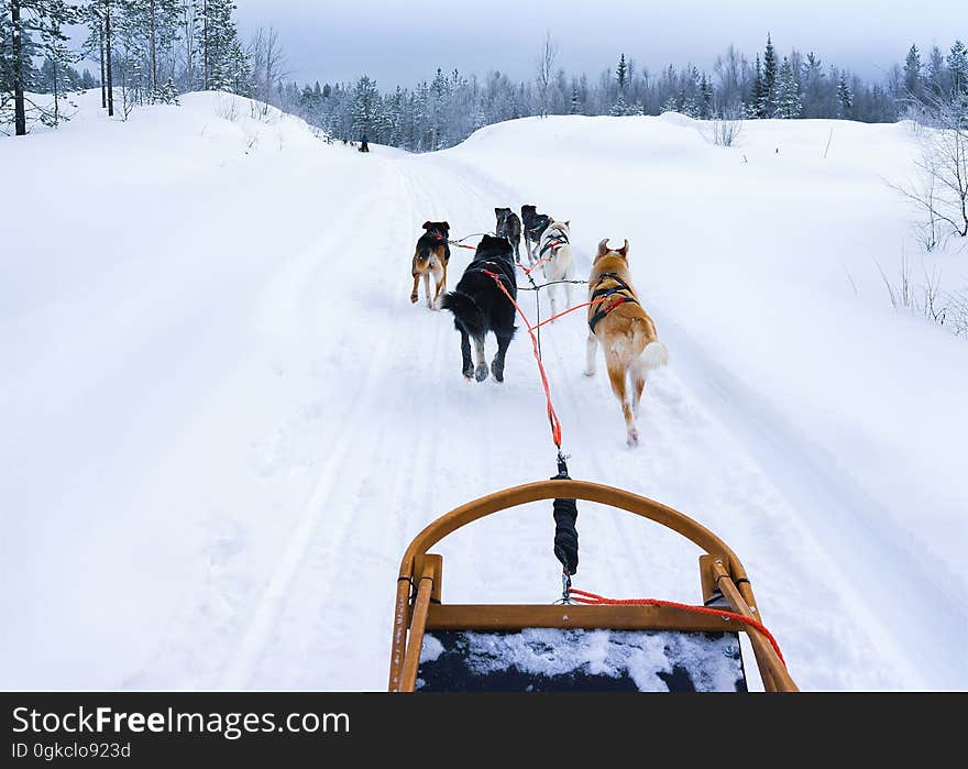 Husky Sledge At Lapland Of Finland