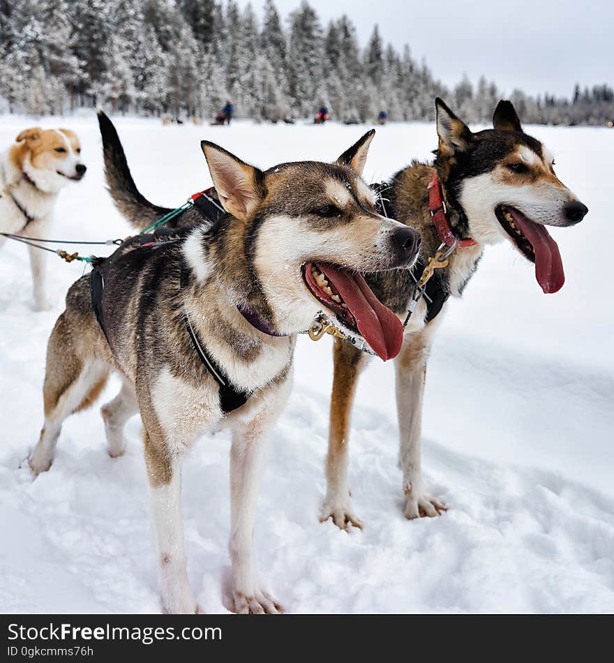 Husky dogs in sledding in Lapland Finland