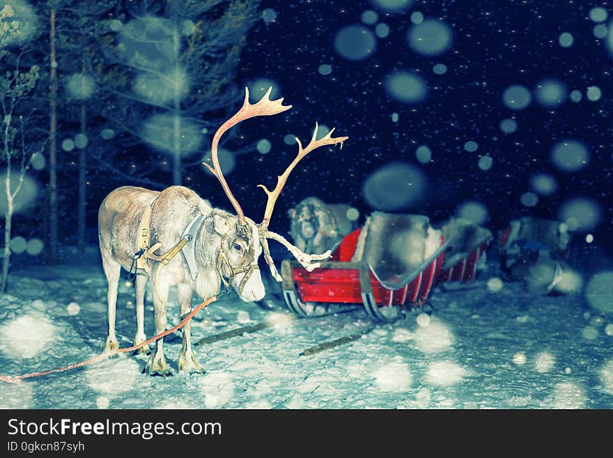 Reindeer and sleigh at night safari in Lapland Finland snowfall