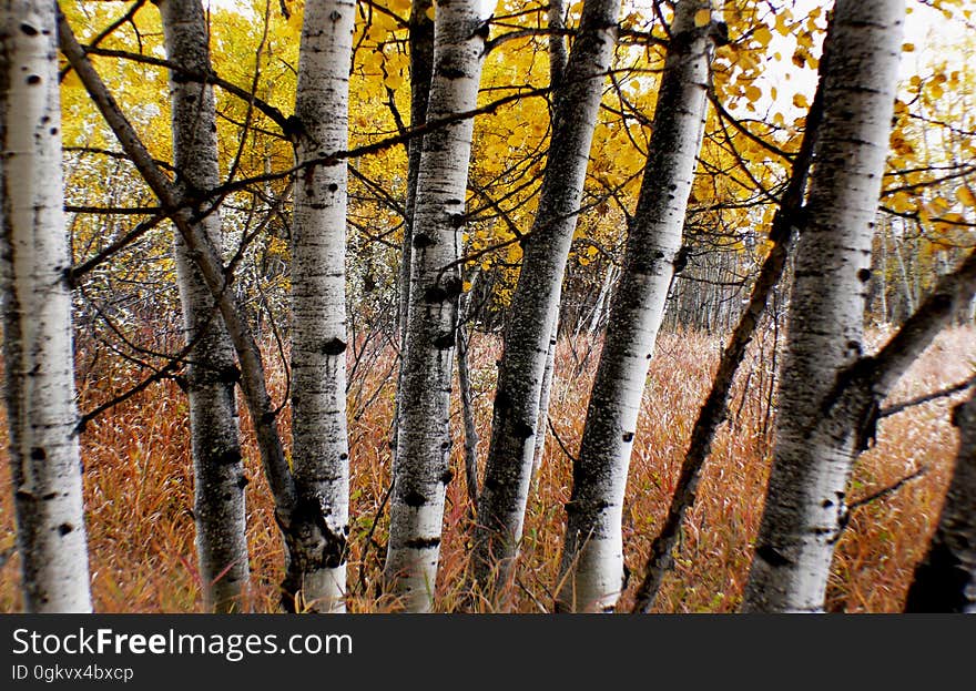 Aspens are a type of poplar tree with leaves that move with the slightest wind. The two main species are both called &#x27;trembling aspens&#x27; or &#x27;quaking aspens&#x27; on account of their leaves. Aspens are a type of poplar tree with leaves that move with the slightest wind. The two main species are both called &#x27;trembling aspens&#x27; or &#x27;quaking aspens&#x27; on account of their leaves.