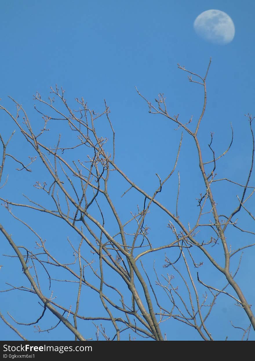 Sky, Nature, Moon, Azure, Branch, Twig