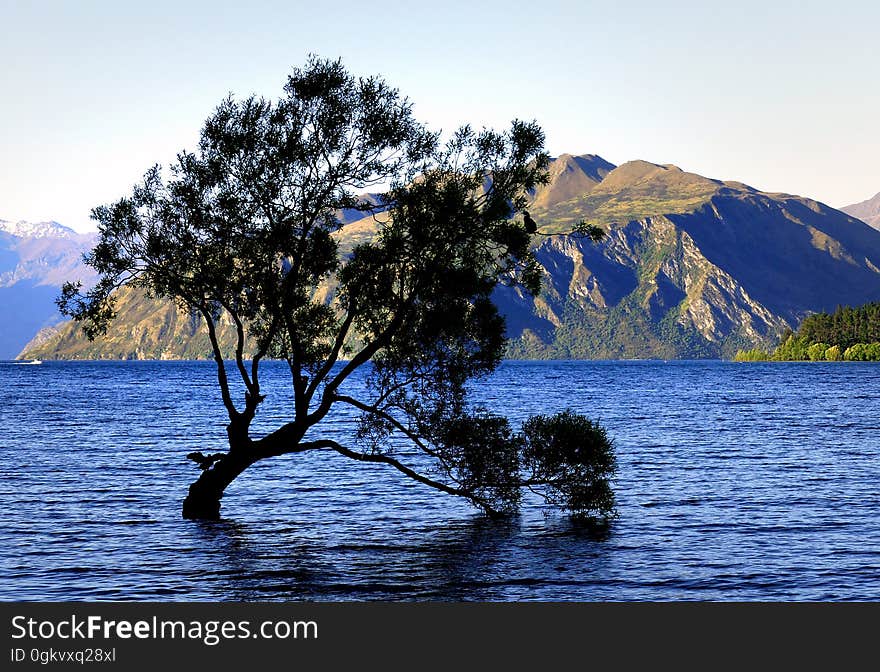 Lake Wanaka is location at the foot of the Southern Alps of NZ Sth Island with the wilderness of Mt Aspiring National Park nearby. Roys Bay is at the southern end of Lake Wanaka. Rooted firmly into the earth near the shore of Roys Bay is a lone tree. On high tide its base is submerged. How it got there I don&#x27;t know. Was it a seed dropped by a bird many years ago, maybe. One thing&#x27;s for sure, it&#x27;s a very popular tree with photographers, painters and sightseers. A famous land mark to the area. Lake Wanaka is location at the foot of the Southern Alps of NZ Sth Island with the wilderness of Mt Aspiring National Park nearby. Roys Bay is at the southern end of Lake Wanaka. Rooted firmly into the earth near the shore of Roys Bay is a lone tree. On high tide its base is submerged. How it got there I don&#x27;t know. Was it a seed dropped by a bird many years ago, maybe. One thing&#x27;s for sure, it&#x27;s a very popular tree with photographers, painters and sightseers. A famous land mark to the area.