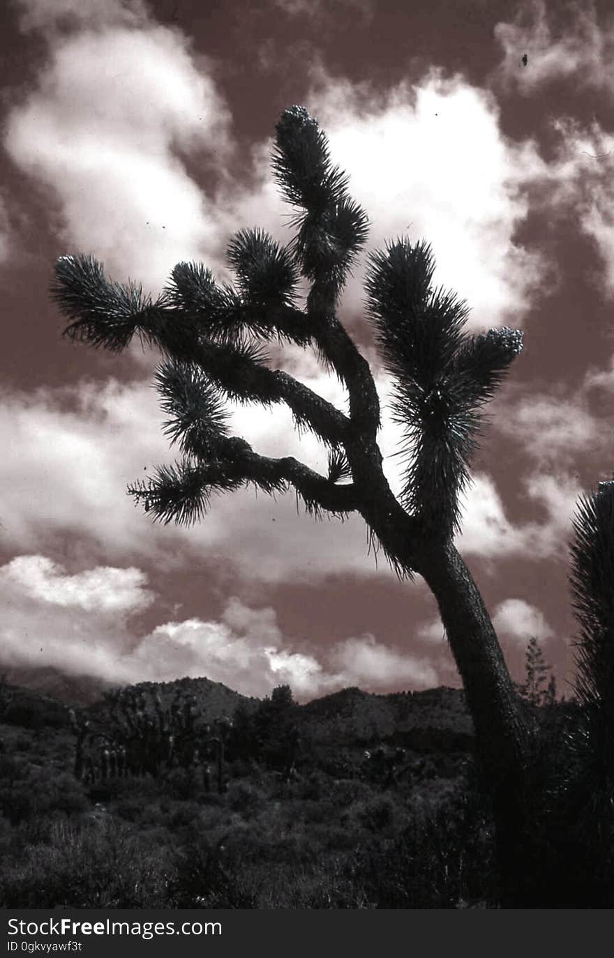 I was out in the desert this weekend and my old buddy here Joshua was hanging out having a party with the lizards, rocks, and stars and cactii friends. He knows how to have a good time. I was out in the desert this weekend and my old buddy here Joshua was hanging out having a party with the lizards, rocks, and stars and cactii friends. He knows how to have a good time.