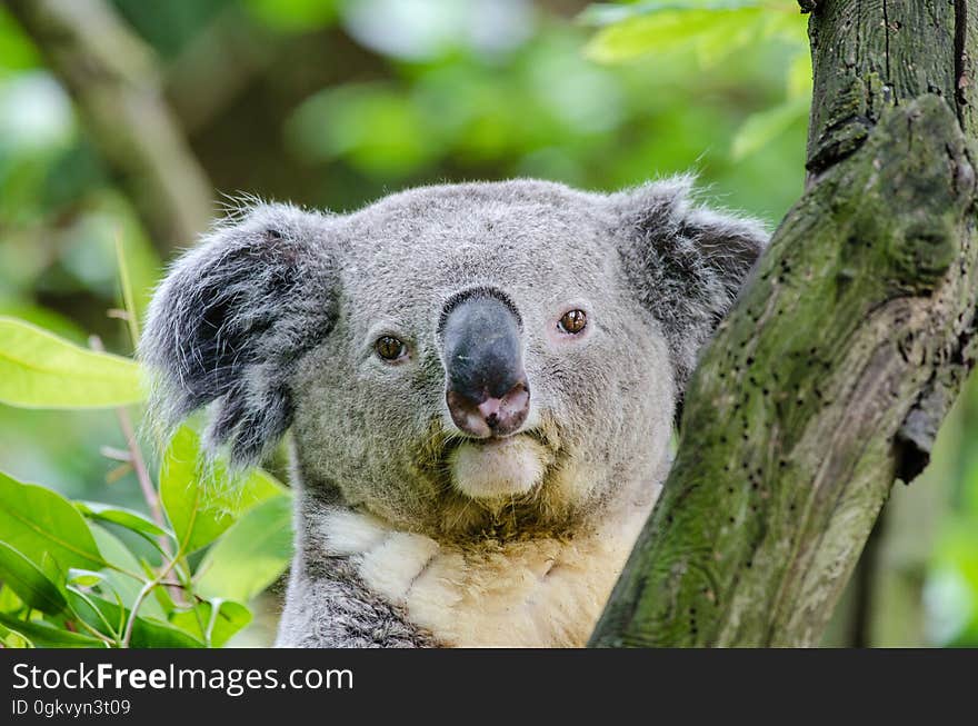 Koala