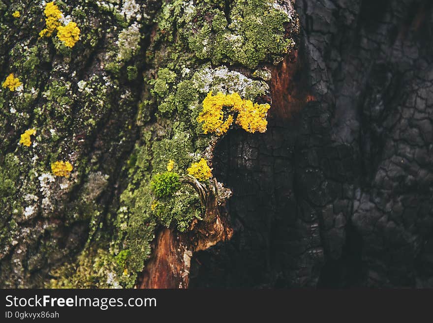 Burnt tree