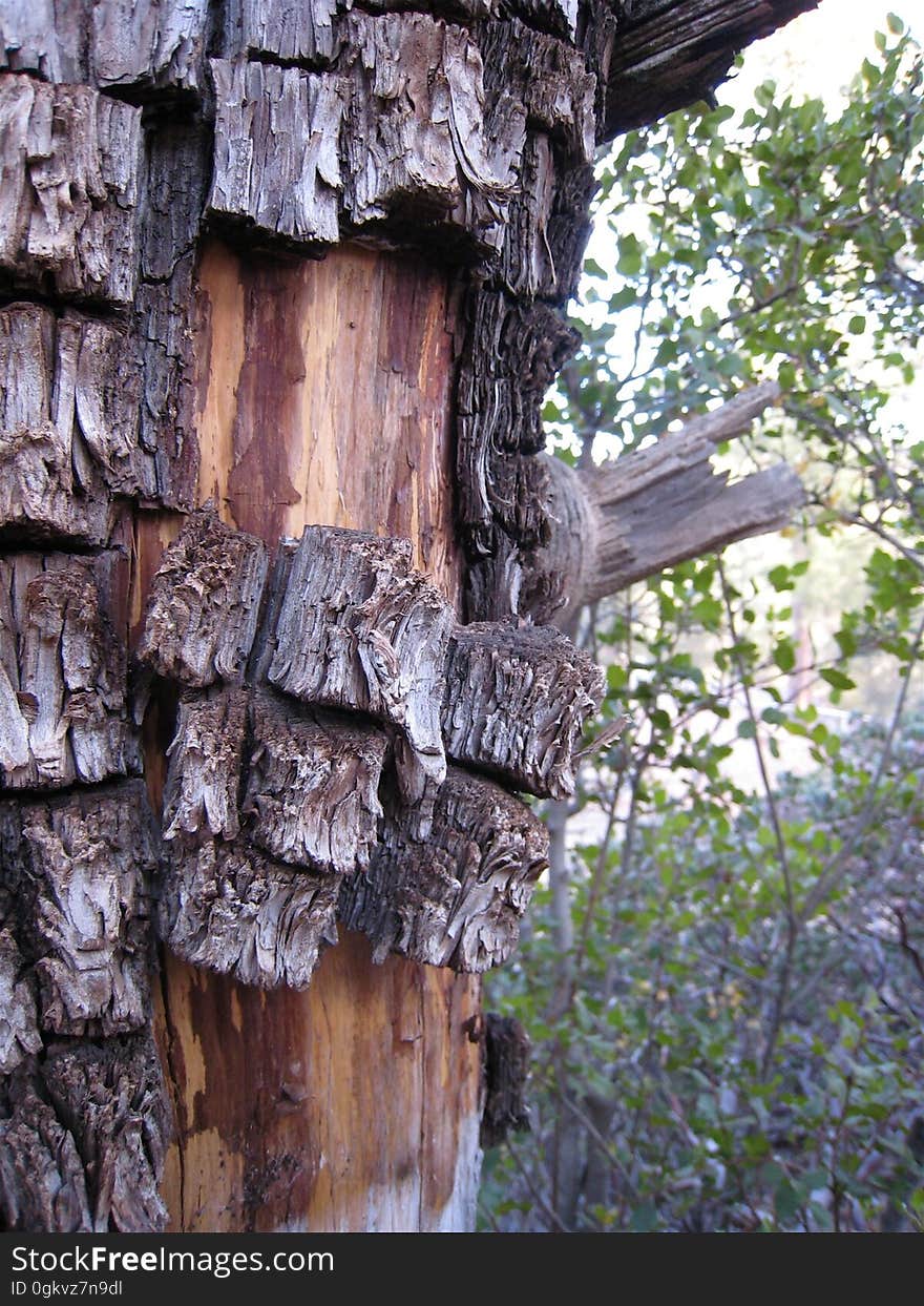 The alligator terture of this old dead juniper is slothing off. Looks like the tree needs to be cut down this summer. Rrrrrrrrip out the chain saw, yay!. The alligator terture of this old dead juniper is slothing off. Looks like the tree needs to be cut down this summer. Rrrrrrrrip out the chain saw, yay!