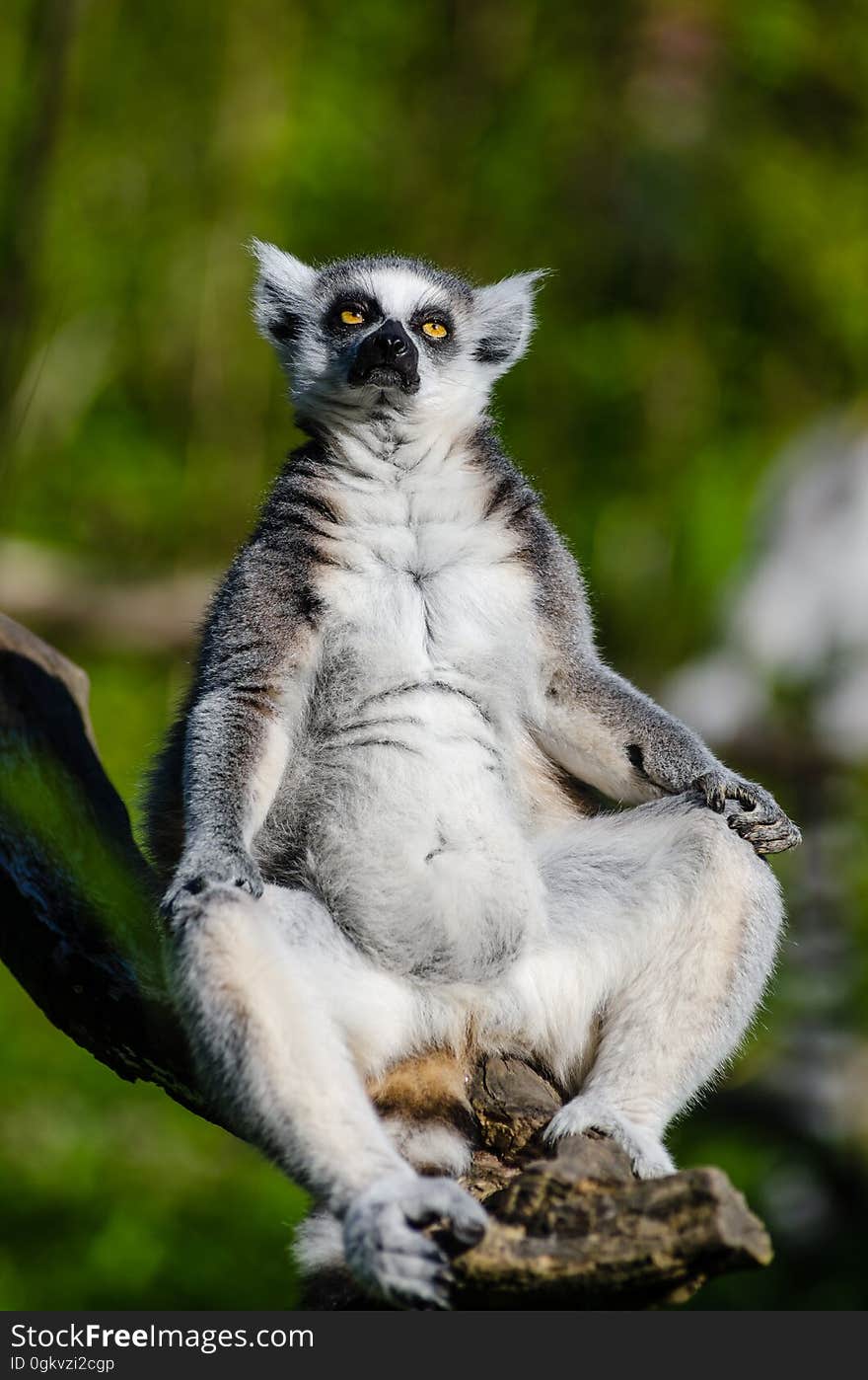 Ring-Tailed Lemur