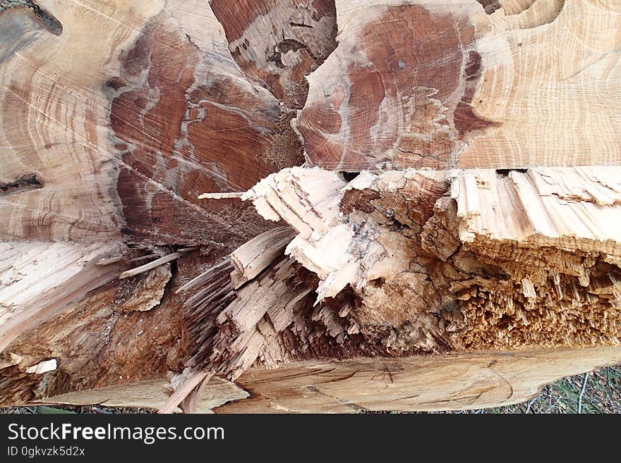 Tree trunk with fungus. Tree trunk with fungus.