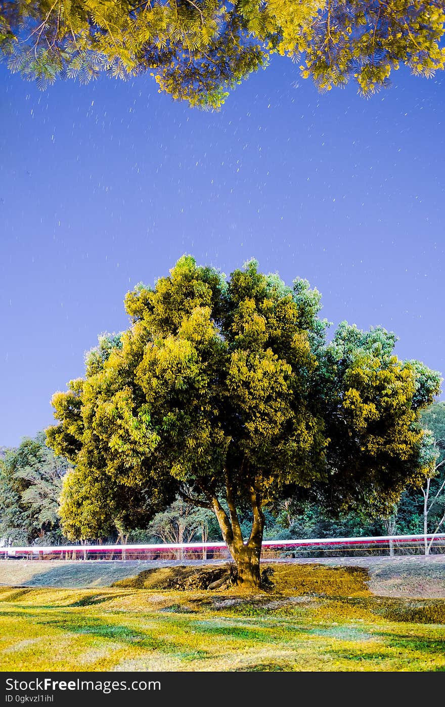 Arbol de Barrio Parque, bajo un ciello estrellado. Arbol de Barrio Parque, bajo un ciello estrellado.