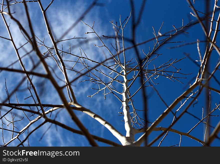 Not only am I branched, I am an Aspen, so I have the Rhizome Power. Not only am I branched, I am an Aspen, so I have the Rhizome Power