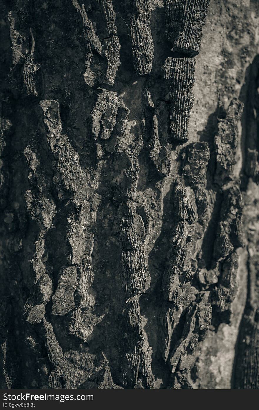 A closeup of tree bark.