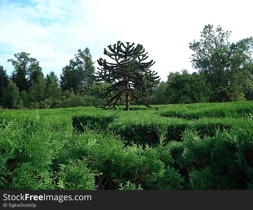 Sky, Plant, Cloud, Tree, Natural landscape, Terrestrial plant