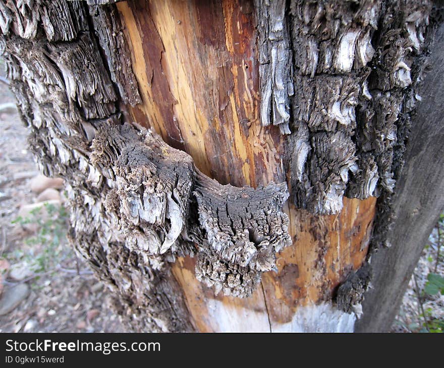 Juniper Bark