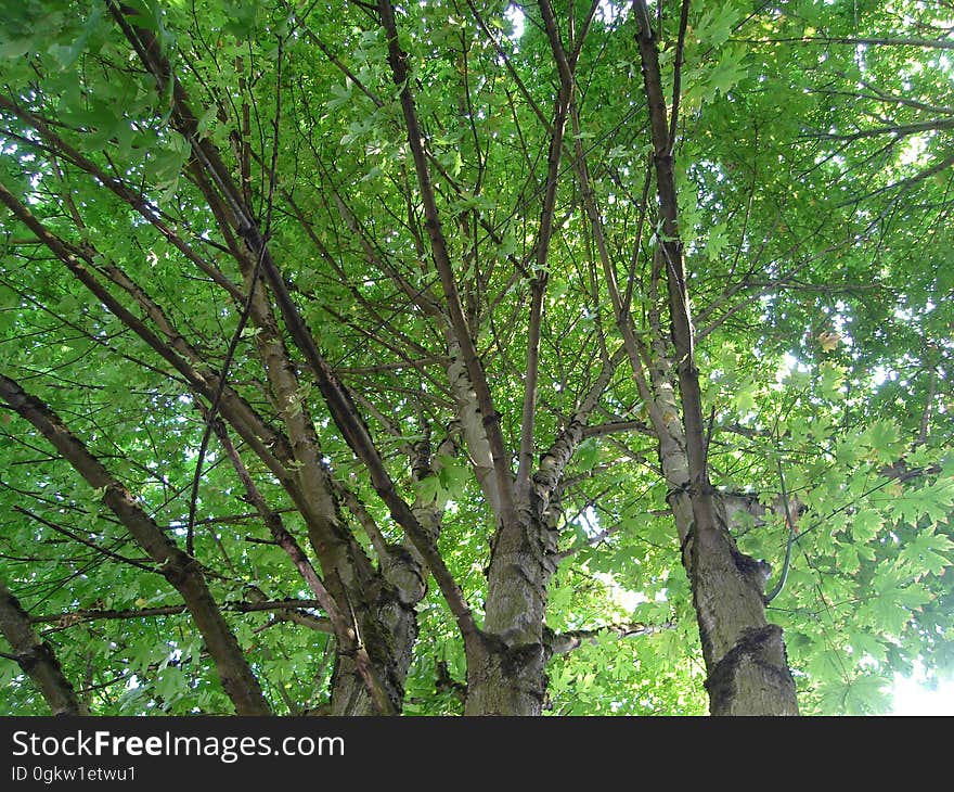 Plant, Twig, Terrestrial plant, Natural landscape, Tree, Trunk