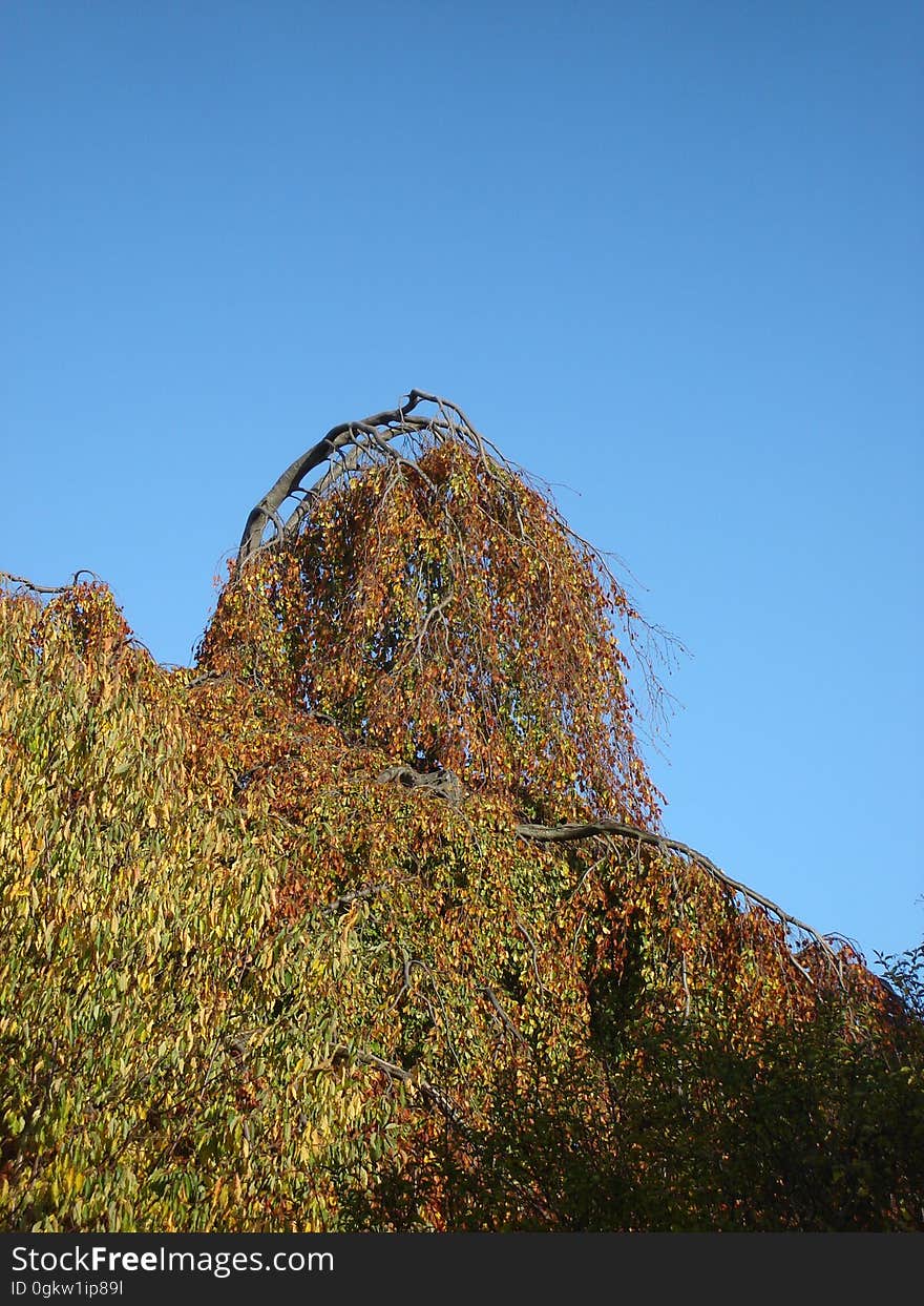 Sky, Plant, Twig, Natural landscape, Tree, Shrub