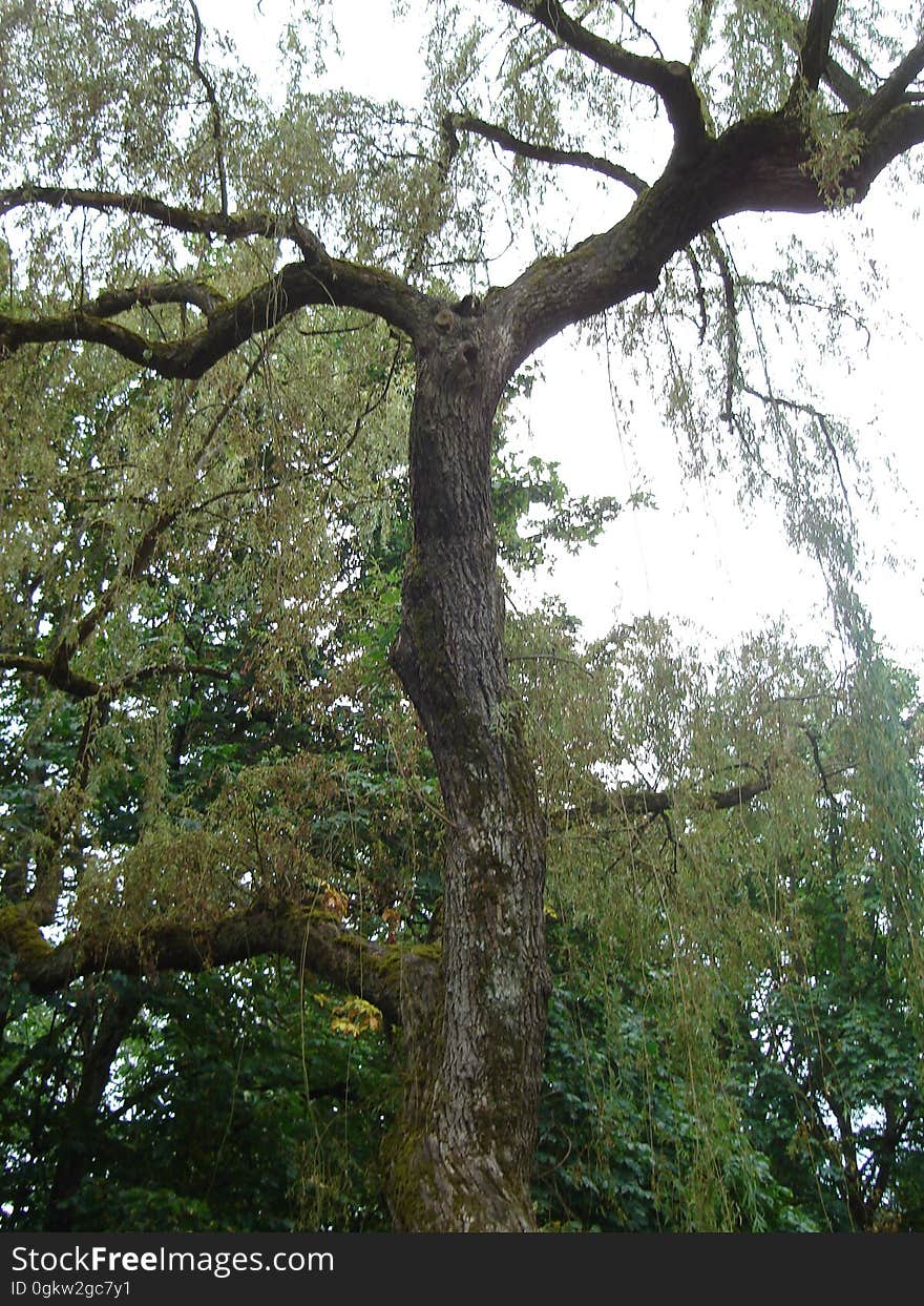 Tree, Sky, Twig, Trunk, Natural landscape, Terrestrial plant