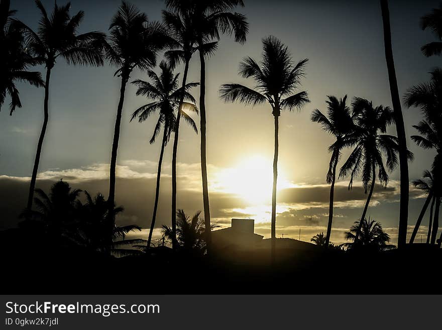 Sky, Cloud, Atmosphere, Photograph, Afterglow, Plant