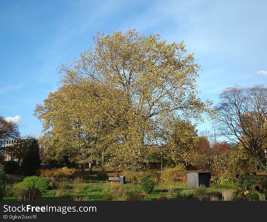 Cloud, Sky, Plant, Tree, Branch, Natural landscape