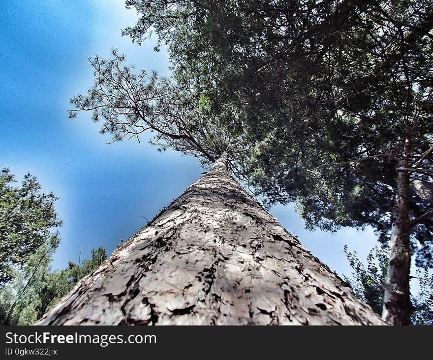 Pine in the sky