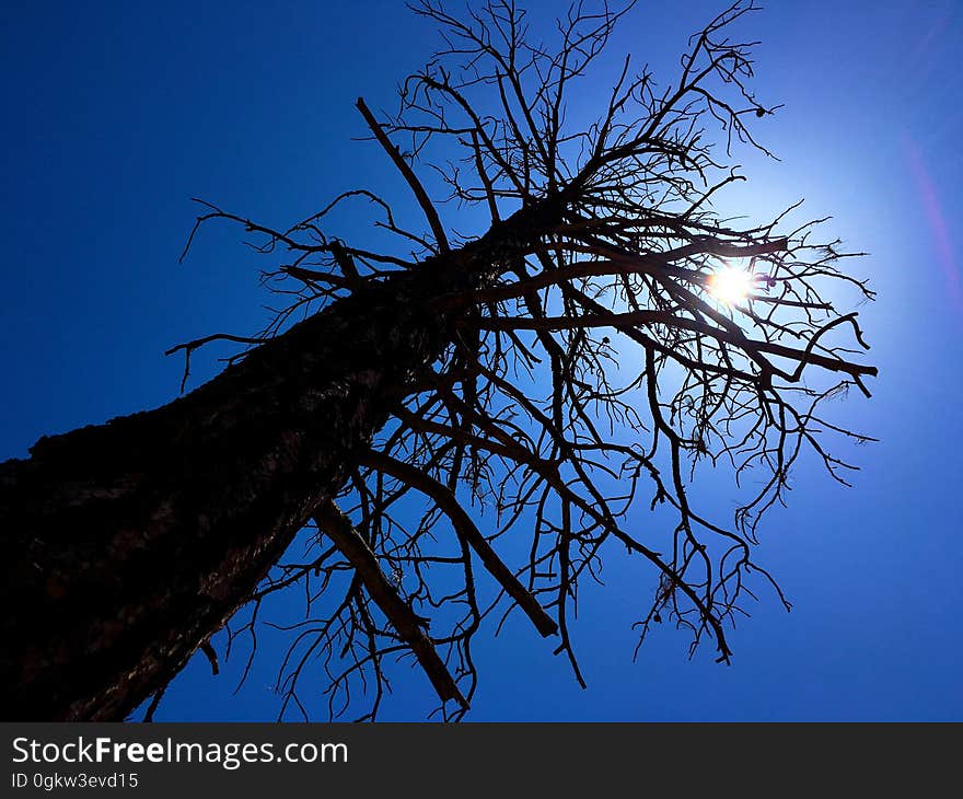 Towering silhouette of a dead ponderosa pine, in the Granite Dells area of Payson, AZ. Towering silhouette of a dead ponderosa pine, in the Granite Dells area of Payson, AZ