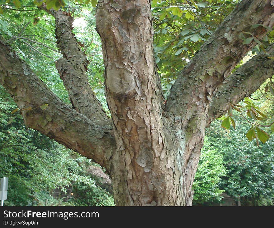 Tree, Trunk, Terrestrial plant, Deciduous, Twig, Wood