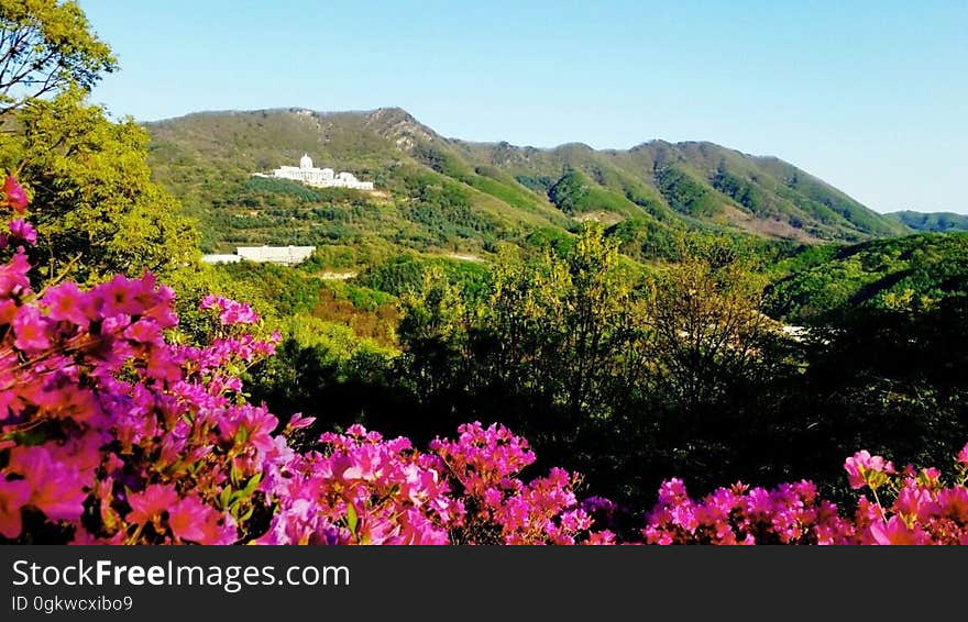 azalea　철쭉　ツツジ View from the 천주청평수련원 天宙清平修錬苑 Cheongpyeong Heaven and Earth Training Center - - - - - - - - - - Seorak 2017 on flickr Instagram. azalea　철쭉　ツツジ View from the 천주청평수련원 天宙清平修錬苑 Cheongpyeong Heaven and Earth Training Center - - - - - - - - - - Seorak 2017 on flickr Instagram