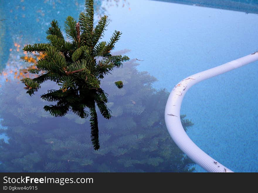 Hmmm, did some aerial agent drop this Christmas tree in our yard? Good shot! It landed in the pool! At least someone got to use the pool this year. Okay, actually we put the tree in here. On the advice of 2 different friends, it is suggested a good day&#x27;s soak in the pool will help the tree last longer in the Arizona dry climate. &quot;Hey! No rough housing in the deep end!&quot;. Hmmm, did some aerial agent drop this Christmas tree in our yard? Good shot! It landed in the pool! At least someone got to use the pool this year. Okay, actually we put the tree in here. On the advice of 2 different friends, it is suggested a good day&#x27;s soak in the pool will help the tree last longer in the Arizona dry climate. &quot;Hey! No rough housing in the deep end!&quot;