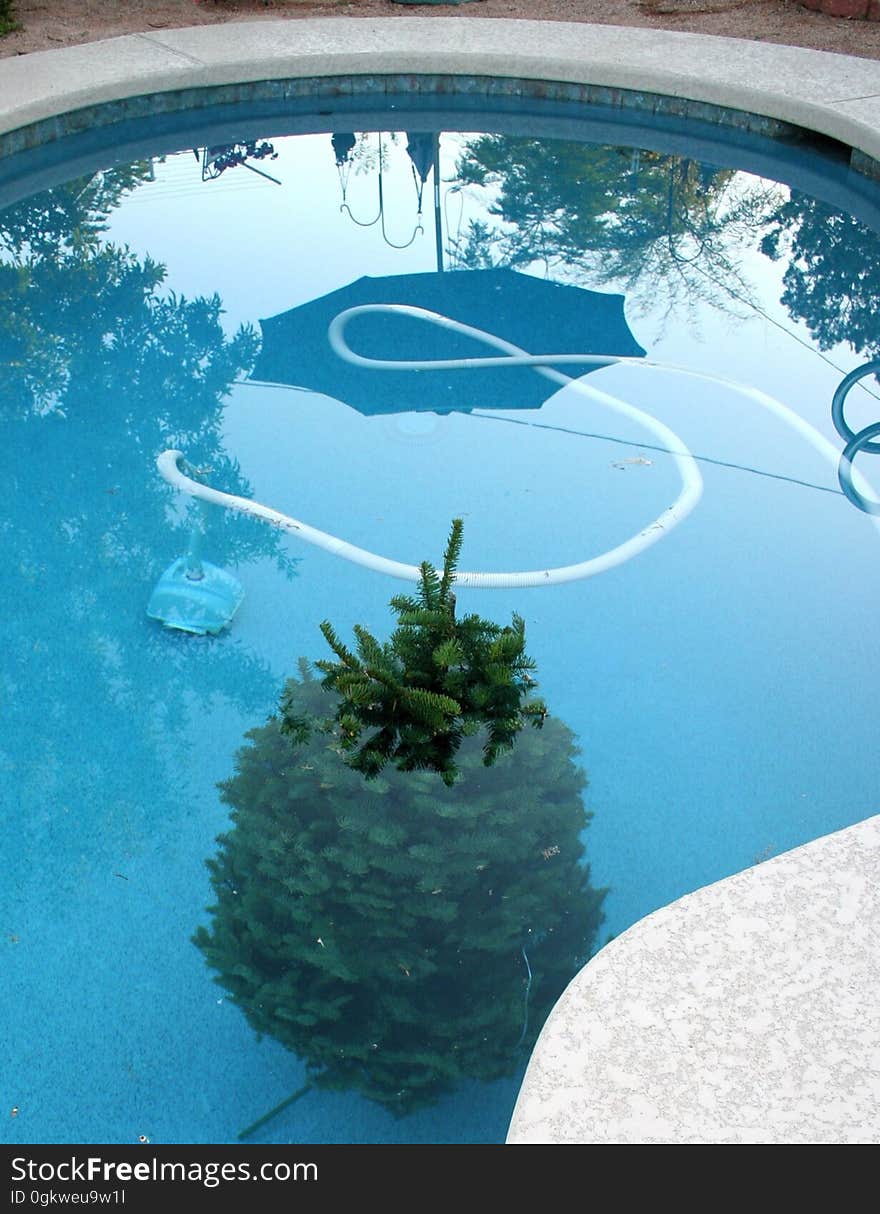 Hmmm, did some aerial agent drop this Christmas tree in our yard? Good shot! It landed in the pool! At least someone got to use the pool this year. Okay, actually we put the tree in here. On the advice of 2 different friends, it is suggested a good day&#x27;s soak in the pool will help the tree last longer in the Arizona dry climate. &quot;Hey! No rough housing in the deep end!&quot;. Hmmm, did some aerial agent drop this Christmas tree in our yard? Good shot! It landed in the pool! At least someone got to use the pool this year. Okay, actually we put the tree in here. On the advice of 2 different friends, it is suggested a good day&#x27;s soak in the pool will help the tree last longer in the Arizona dry climate. &quot;Hey! No rough housing in the deep end!&quot;