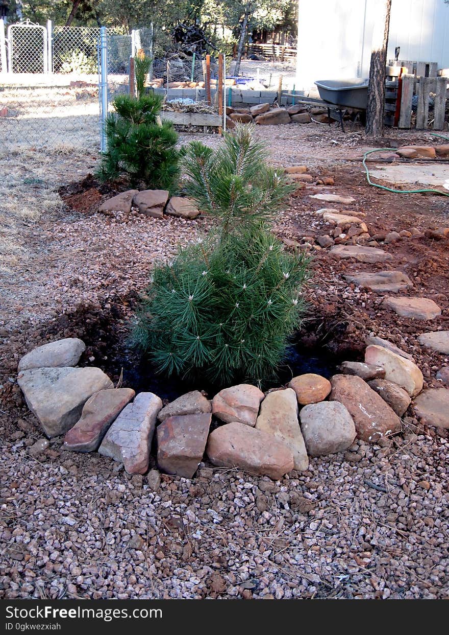 With warm weather, it was optimum time for some winter planting. Tree number 1, foreground, was my Christmas tree, and number 2 was purchase last week to match. These are Austrian Black Pines, which are supposed to be resistant to bark beetle damage. I had to re-route my rock path &#x28;on right&#x29;, and I set up some new drainage channels to feed the new trees.