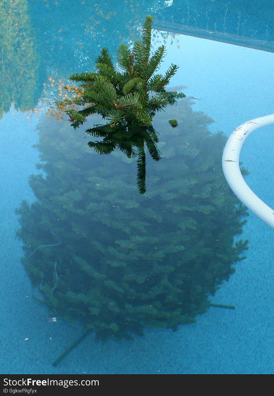 Hmmm, did some aerial agent drop this Christmas tree in our yard? Good shot! It landed in the pool! At least someone got to use the pool this year. Okay, actually we put the tree in here. On the advice of 2 different friends, it is suggested a good day&#x27;s soak in the pool will help the tree last longer in the Arizona dry climate. &quot;Hey! No rough housing in the deep end!&quot;. Hmmm, did some aerial agent drop this Christmas tree in our yard? Good shot! It landed in the pool! At least someone got to use the pool this year. Okay, actually we put the tree in here. On the advice of 2 different friends, it is suggested a good day&#x27;s soak in the pool will help the tree last longer in the Arizona dry climate. &quot;Hey! No rough housing in the deep end!&quot;