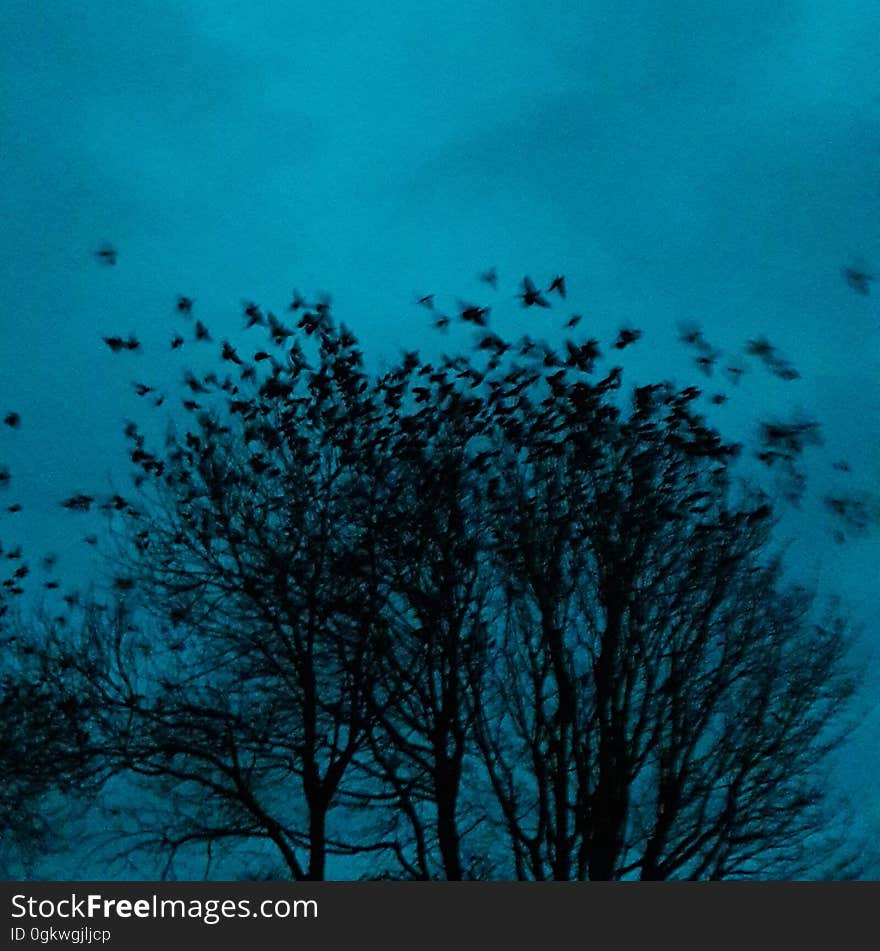 The Manx word for twilight means &quot;partaking of light &amp; darkness.&quot; Coleayrtys This picture of rooks at dusk disappearing into the trees near our office at St. John&#x27;s makes us think of it... Culture Vannin exists to promote and support all aspects of culture in the Isle of Man. www.culturevannin.im www.facebook.com/culturevannin www.twitter.com/CultureVannin. The Manx word for twilight means &quot;partaking of light &amp; darkness.&quot; Coleayrtys This picture of rooks at dusk disappearing into the trees near our office at St. John&#x27;s makes us think of it... Culture Vannin exists to promote and support all aspects of culture in the Isle of Man. www.culturevannin.im www.facebook.com/culturevannin www.twitter.com/CultureVannin