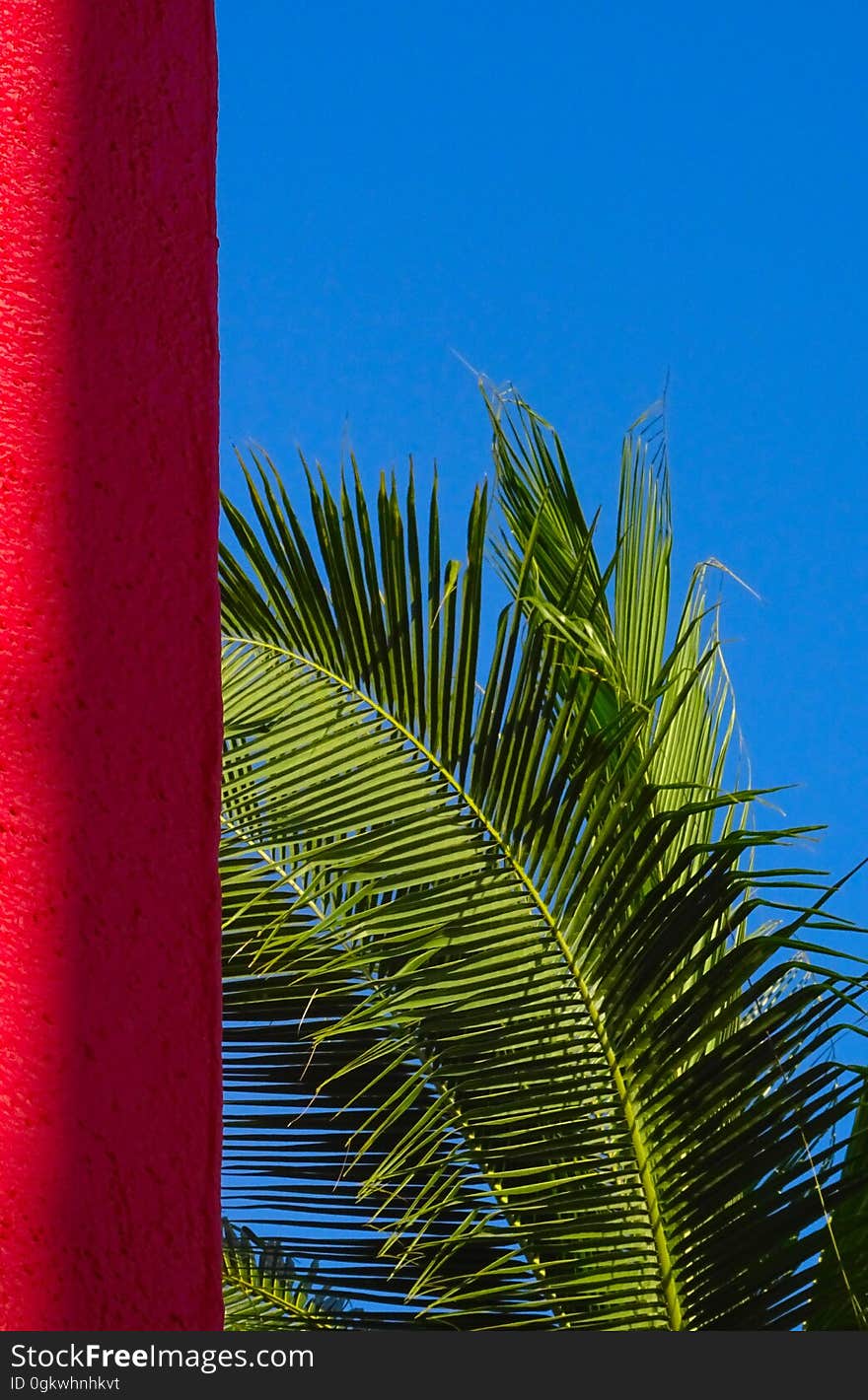 Palm Tree Red, Blue Grenn