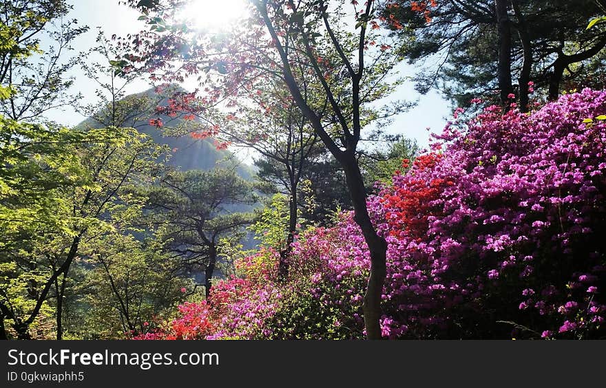 azalea　철쭉　ツツジ View from the 천주청평수련원 天宙清平修錬苑 Cheongpyeong Heaven and Earth Training Center - - - - - - - - - - Seorak 2017 on flickr. azalea　철쭉　ツツジ View from the 천주청평수련원 天宙清平修錬苑 Cheongpyeong Heaven and Earth Training Center - - - - - - - - - - Seorak 2017 on flickr