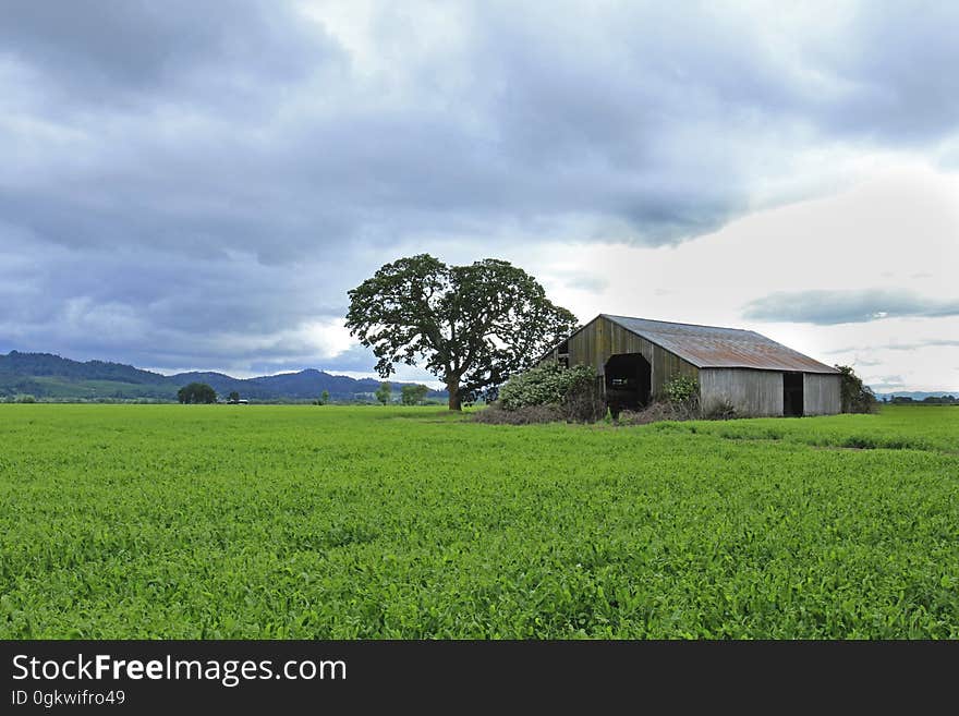 Old barn, stormy skies, green field, Oregon