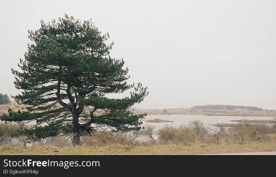 Plant, Sky, Plant community, Water, Natural landscape, Tree