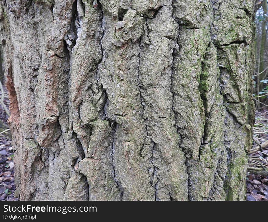 Oak bark