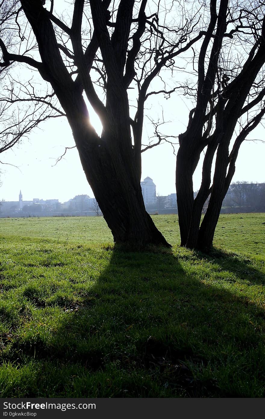 Trees in Stadtpark, Magdeburg blocking the Sun on the banks of the Elbe river. Trees in Stadtpark, Magdeburg blocking the Sun on the banks of the Elbe river.