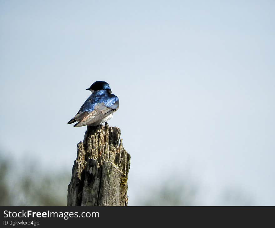 Oiseau &#x28;Hirondelle Bicolore&#x29; 166