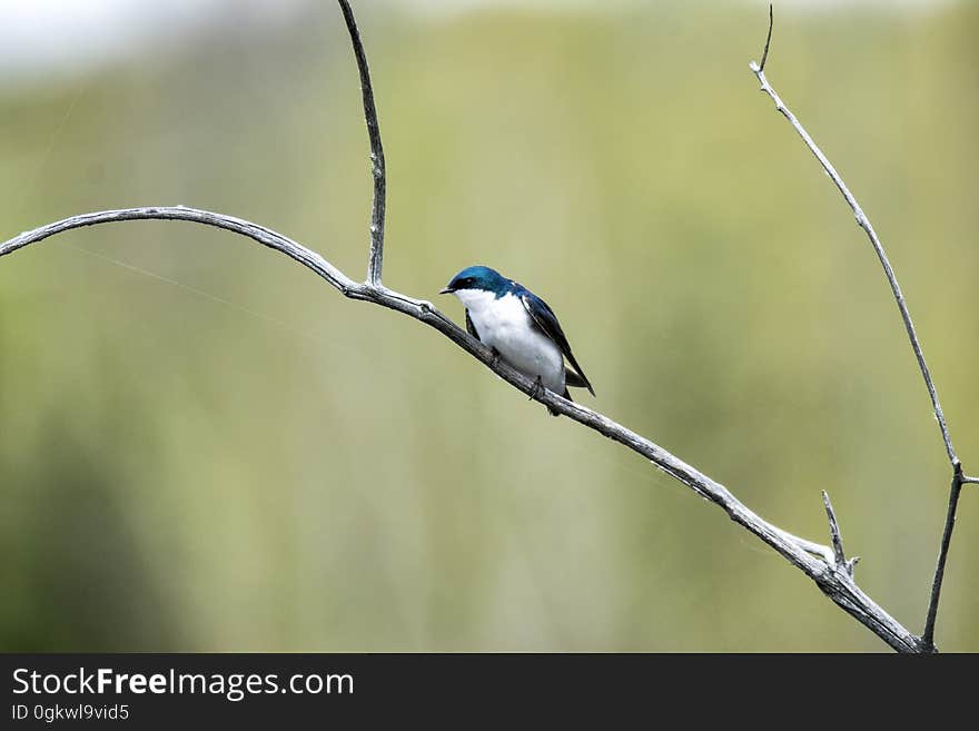 Oiseau &#x28;Hirondelle Bicolore&#x29; 174