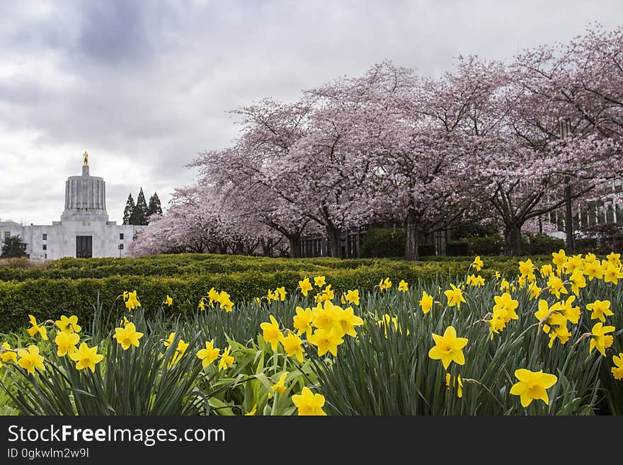 The state capital building of Oregon. The state capital building of Oregon.