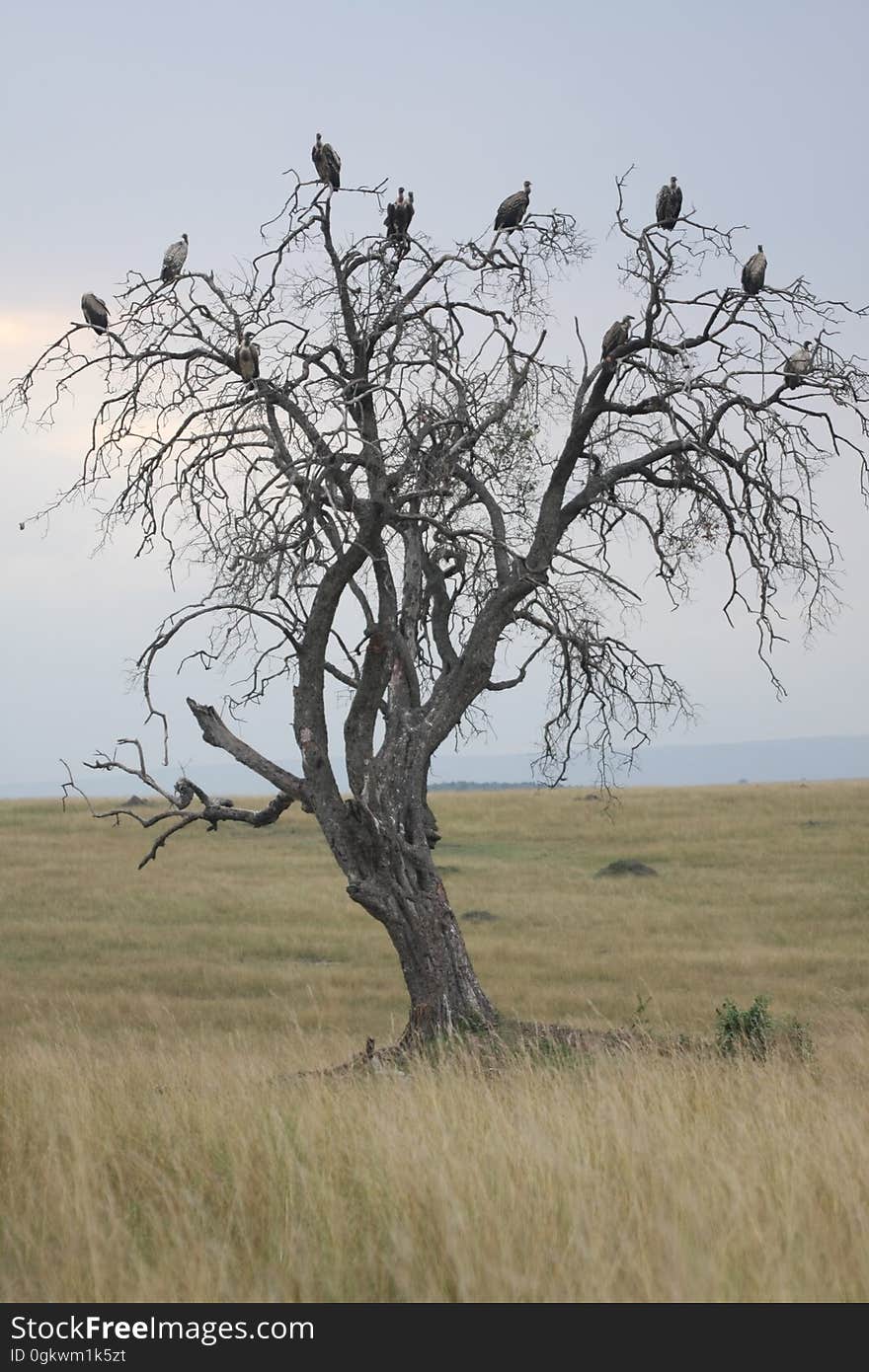 Vultures on a dead tree in Nairobi National Park, Kenya. Vultures on a dead tree in Nairobi National Park, Kenya