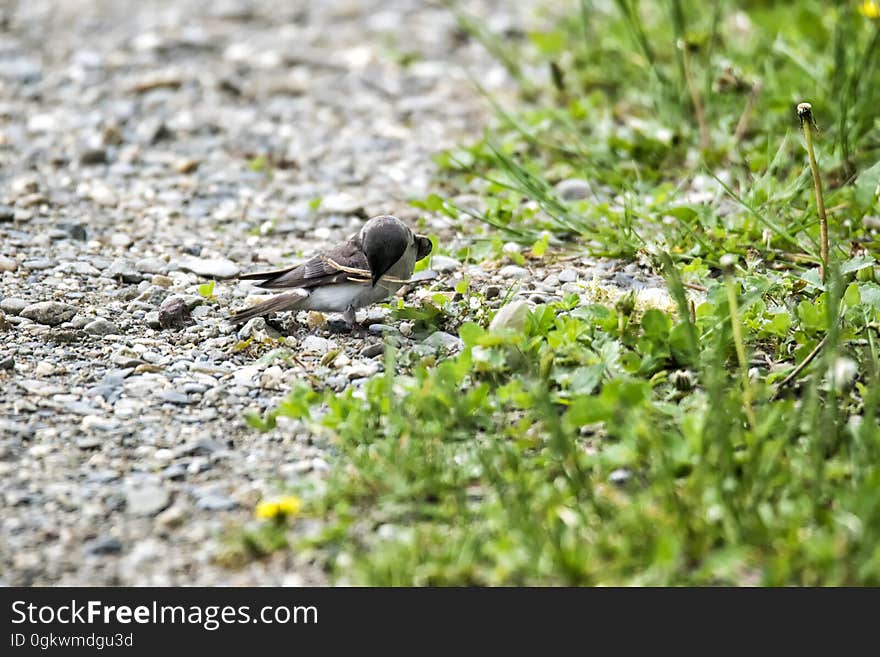 Oiseau &#x28;Hirondelle Bicolore&#x29; 201