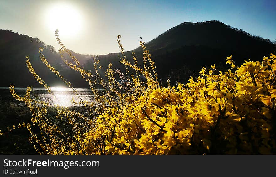 sunset Forsythia　개나리　レンギョウ Seorak 2016 on flickr. sunset Forsythia　개나리　レンギョウ Seorak 2016 on flickr