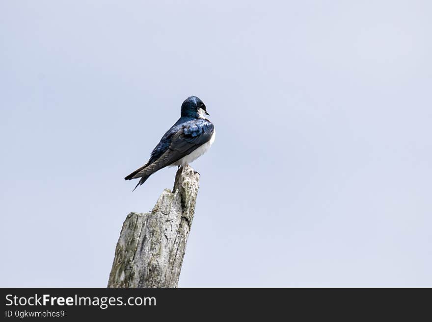 Oiseau &#x28;Hirondelle Bicolore&#x29; 198